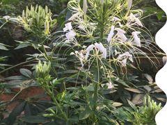 -松山湖梦幻百花洲