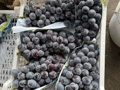 -马陆小张葡萄园农家乐