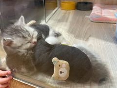 -屋虎猫馆(宝安大仟里店)