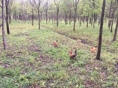 -上海长兴岛郊野公园