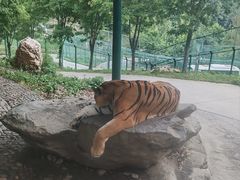 -栾川竹海野生动物园