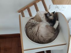 -Catmate·猫肥家润(金润铂宫店)