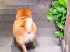 -瑞鹏宠物医院·眼科·皮肤·中兽医(大悦城分院)