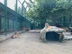 -上海野生动物园