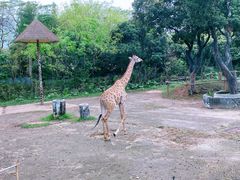 -深圳野生动物园