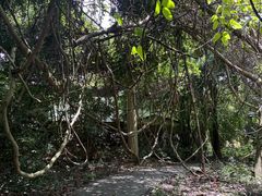 -南宁良凤江国家森林公园