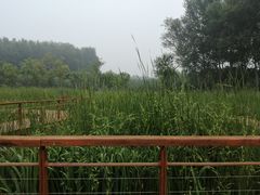 -东郊湿地公园