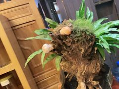 -野菌皇海景野生菌火锅(滨海大道店)