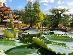 -深圳仙湖植物园