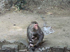 -黔灵山公园