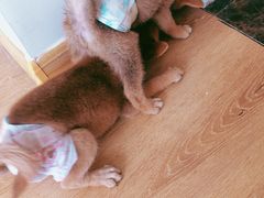 -柴犬小屋·柴餐厅·狗咖食堂(金鼎广场店)