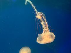 -海合安武汉极地海洋公园