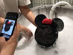 -電力宠物公司(武定路店)