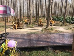 -黄海国家森林公园