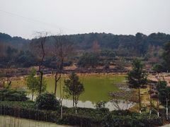 -铁山坪森林公园