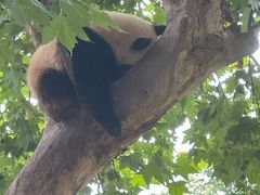 -都江堰中华大熊猫苑