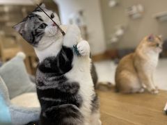 -猫域·湾主题猫咖·宠物吧(南坪城市广场店)