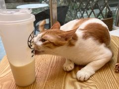 -猫咪派对(江南西店)