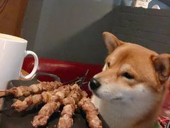 -百好乐宠物友好餐厅(朝外大街店)