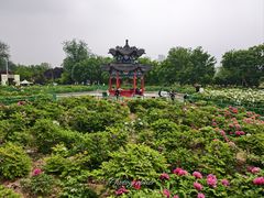 -曹州牡丹园
