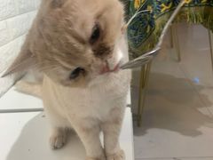 -平行世界·猫咖(首经贸店)