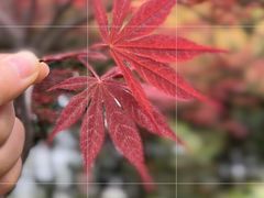 -阳澄湖半岛旅游度假区