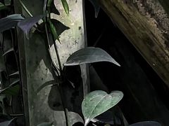 -桃花涧