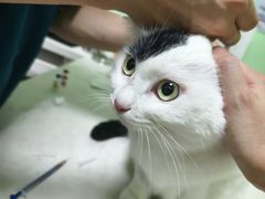 -圣宠动物医院·犬猫专科·影像中心·外科中心