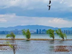 -洱海月湿地公园