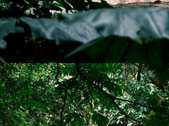 -深圳野生动物园