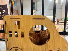 -豆逗聊愈猫阁Easy Life