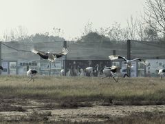 -盐城丹顶鹤湿地生态旅游区