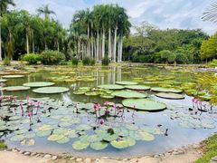 -中国科学院西双版纳热带植物园