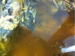 iphone_upload_pic-黑鸡小馆(金源店)