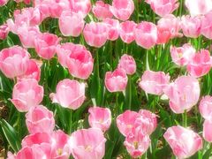 -洛阳郁金香牡丹园