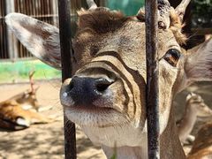 -鄂尔多斯野生动物园