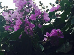 iphone_upload_pic-黄埔古港