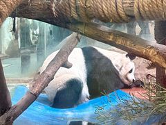 -成都动物园