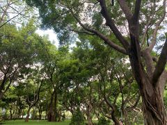 -王借岗森林公园