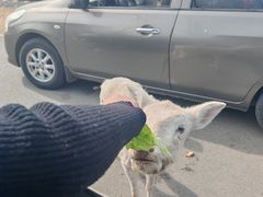 -秦皇岛野生动物园