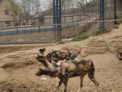 -大连森林动物园