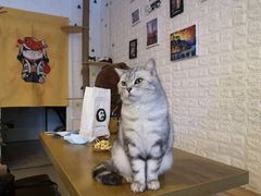 -平行世界·猫咖(首经贸店)
