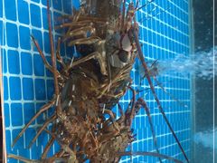 -高记广州大排档(关平路店)