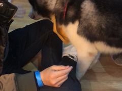-Husky Go! 哈士奇体验馆·宠物咖啡厅狗咖
