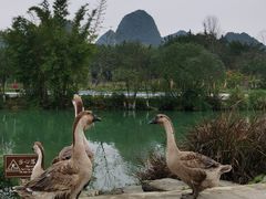 -靖西鹅泉风景区