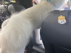 -宠物梦想家(日月豪庭店)