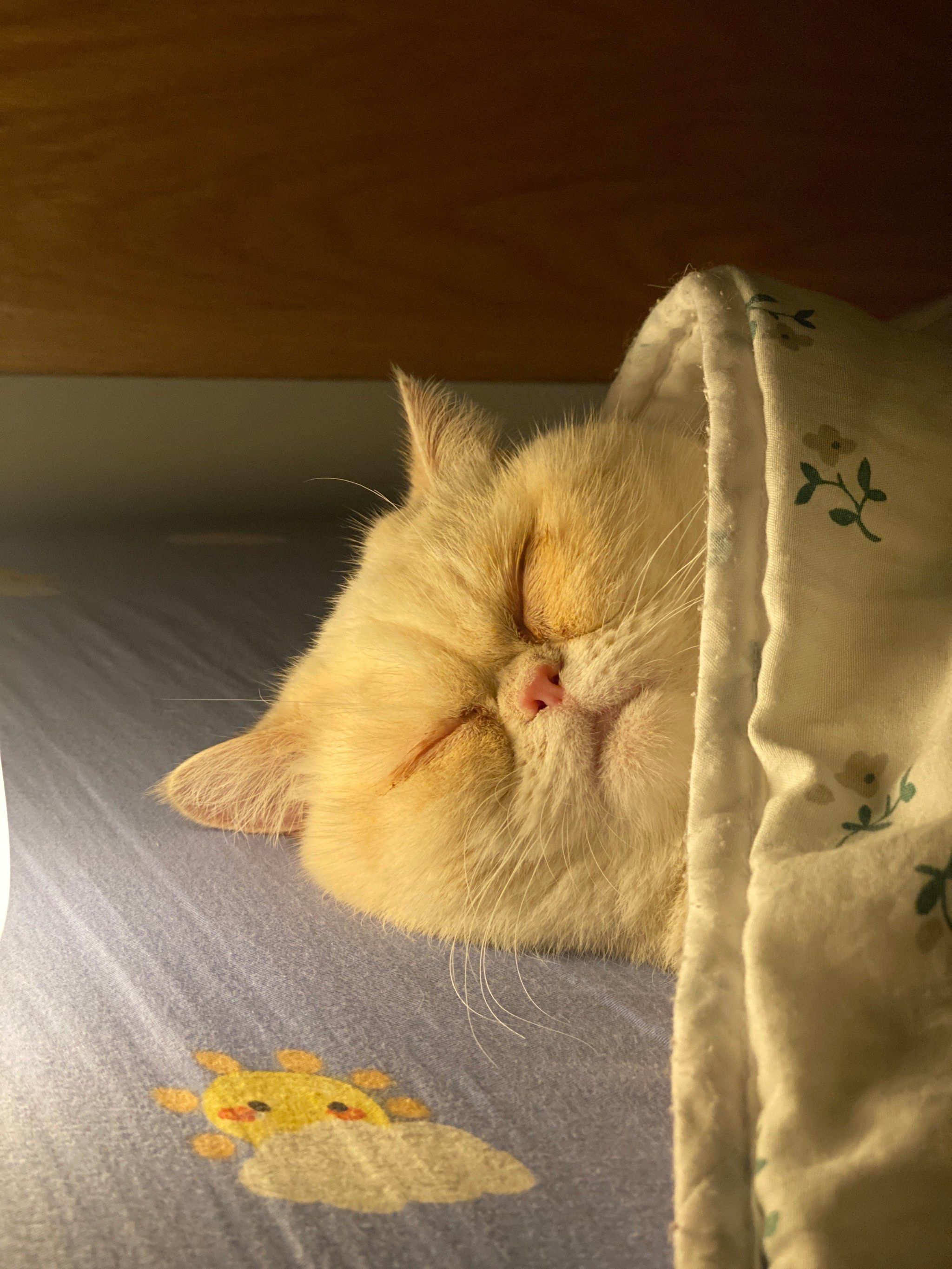 睡觉香香的小猫咪谁能不爱