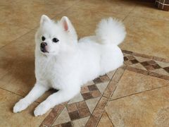 -宠爱国际动物医院· 猫科· 外科·中兽医(长白店)