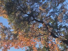 -广州市石门国家森林公园