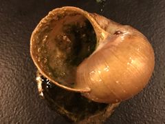 -金蜗牛